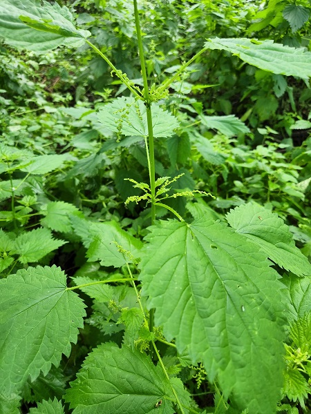 Nettle grows near streams, along trails, and are especially common around old farm sites.