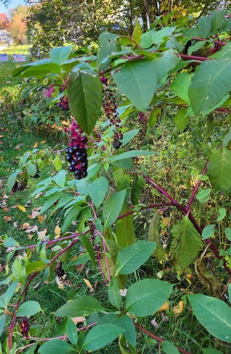 Pokeberry has simple leaves on green to red or purplish stems and a large white taproot. The flowers are green to white