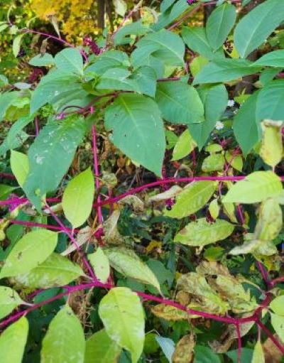 pokeweed does die back to ground level every winter, it is a difficult weed to get rid of. Winter kills off only the above-ground growth. pokeberry poison plant