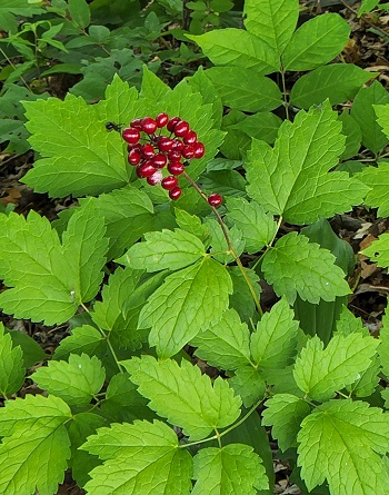 Red baneberry leaves are alternate, 2 to 3 times compound, sharply toothed and lobed. 