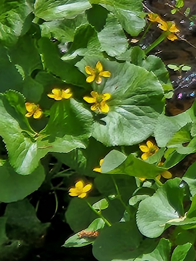 marsh marigold flowers have a distinct cup shape with five to nine overlapping petals The glossy, dark green leaves of the Marsh Marigold are rounded or heart-shaped 