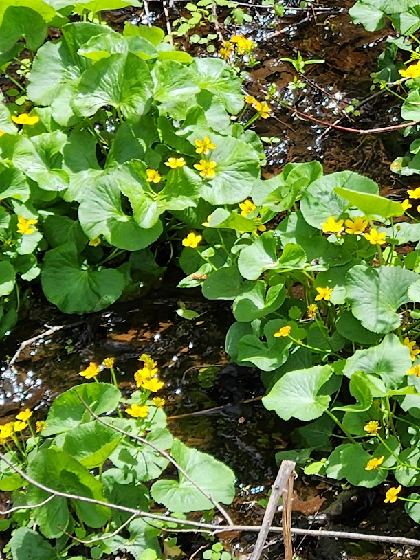 Marsh Marigold thrives in wet and marshy habitats